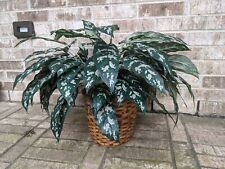 Aglaonema maria lush for sale  Houston