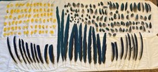 Naturally molted blue for sale  North Port