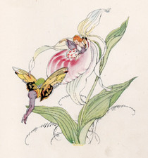 SHOWY LADY’S SLIPPER & SWEET WHITE VIOLET - Folheto infantil flor silvestre 1918 comprar usado  Enviando para Brazil