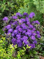 Rhododendron russatum enziana gebraucht kaufen  Westerstede