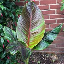 Musa sikkimensis red for sale  HORSHAM