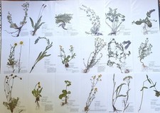 Herbarium pflanzen wurzel gebraucht kaufen  Regensburg