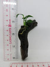 Anubias nana driftwood for sale  SUTTON