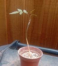bursera for sale  CHESTER