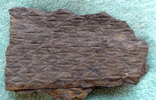 Plant tree fossil for sale  Nanticoke