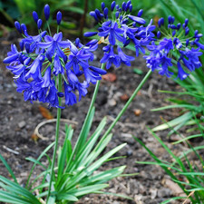 Agapanthus brilliant blue d'occasion  Pouzauges