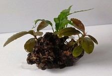 Hübsche bepflanzte wurzel gebraucht kaufen Hübsche bepflanzte wurzel gebraucht kaufen  Lich