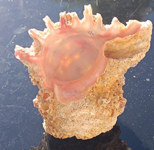 Hexaplex duplex rare d'occasion  Monistrol-sur-Loire