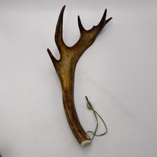 Naturally shed persian for sale  Pearl City