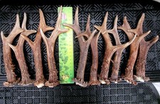 Starke echte rehbock gebraucht kaufen Starke echte rehbock gebraucht kaufen  Frankenblick, Schalkau