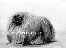 Cane pechinese disegno usato  Italia