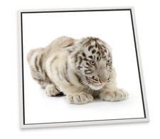 White tiger cub for sale  UK