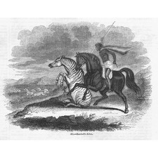 Zebra Burchella - antyczny nadruk 1856 na sprzedaż Zebra Burchella - antyczny nadruk 1856 na sprzedaż  Wysyłka do Poland