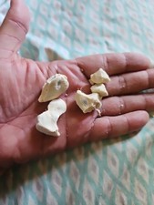Fresh seeds andonisa for sale  Greensboro
