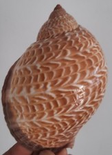 Curiosité coquillage enooorme d'occasion  Montpellier-