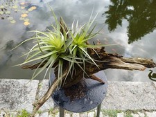 Tillandsia aeranthos luftnelke gebraucht kaufen  Röttenbach b Erlangen