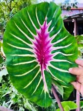 Colocasia Papua Manise 1 raiz fresca para cultivo de jardim tropical comprar usado  Enviando para Brazil