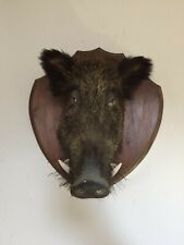 Testa cinghiale imbalsamata usato  Cingoli