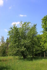 Weiß erle alnus gebraucht kaufen  Kallmünz