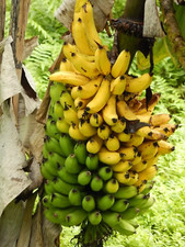Dwarf banana tree for sale  USA