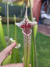 Sarracenia h13gc usato  Cittadella