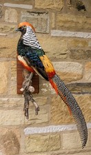 Taxidermy lady amherst for sale  BISHOP AUCKLAND