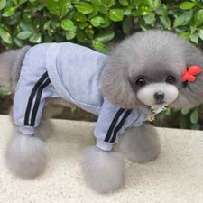 Gray pet dog for sale  USA