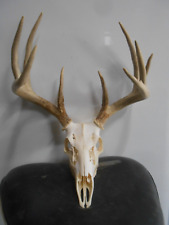 Nice whitetail deer for sale  Florence