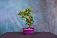 Barbados cherry pre for sale  North Fort Myers