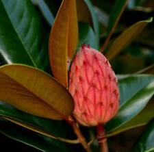 Magnolia grandiflora seeds d'occasion  Expédié en Belgium