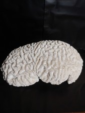 Large brain coral for sale  Hillsboro