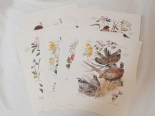 Lot bird prints for sale  Glens Falls