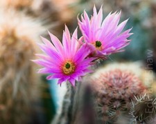 Echinocereus schmollii beautif for sale  BIRMINGHAM