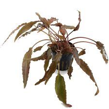 Cryptocoryne wendtii oya for sale  HOUNSLOW