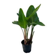 Bird paradise white for sale  Hawthorne