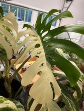Rare monstera albo for sale  Mechanicsville