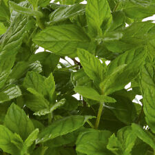 Mint garden mint for sale  LLANDYSUL