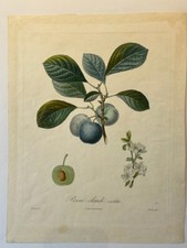 Poiteau pomologie française d'occasion  Paris VI
