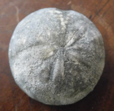 sea urchin fossil for sale sea urchin fossil for sale Mayodan