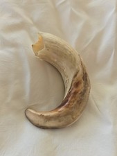Natural wild boar for sale  Highland City