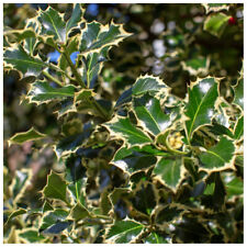 Holly plant ilex for sale  NEWTOWNARDS