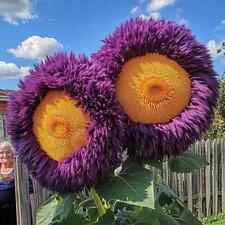 20x sunflower seeds for sale  UK