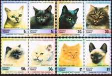 Gatti animali siamesi usato  Trambileno