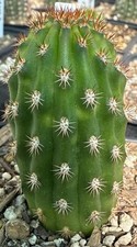 Hildewintera hybrid evita for sale  Menifee