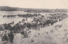 Old postcard. algeria. d'occasion  Expédié en Belgium