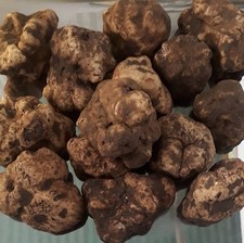 Tartufo bianco fresco usato  Ascoli Piceno