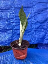 Snake plant clean for sale  Hollywood