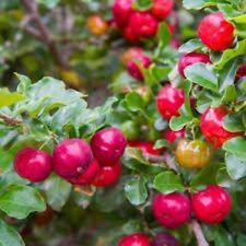 Barbados cherry tree for sale  Tazewell