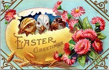 Postcard triplet chicks for sale  Clayton