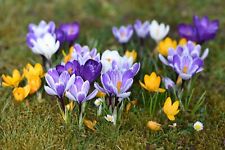 Crocus species bulbs for sale  CRAWLEY